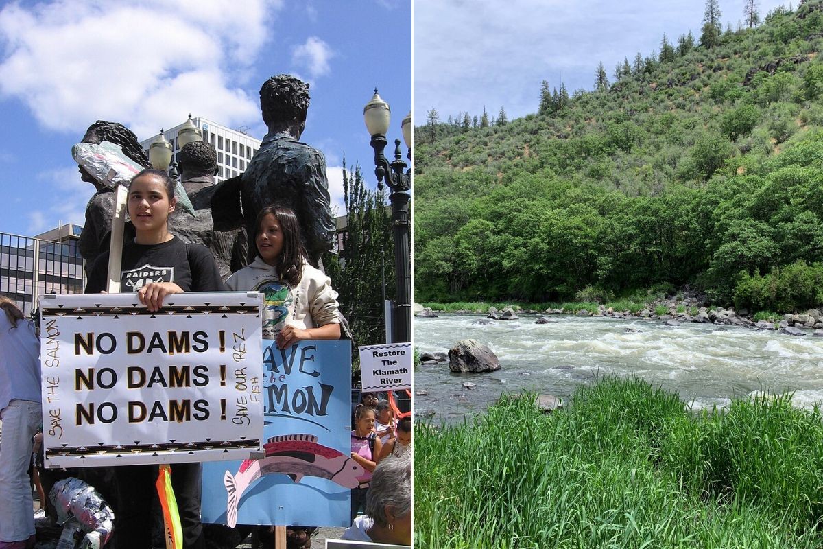 The Klamath River Dams Are Gone. The Salmon Came Back Faster Than Anyone Expected.