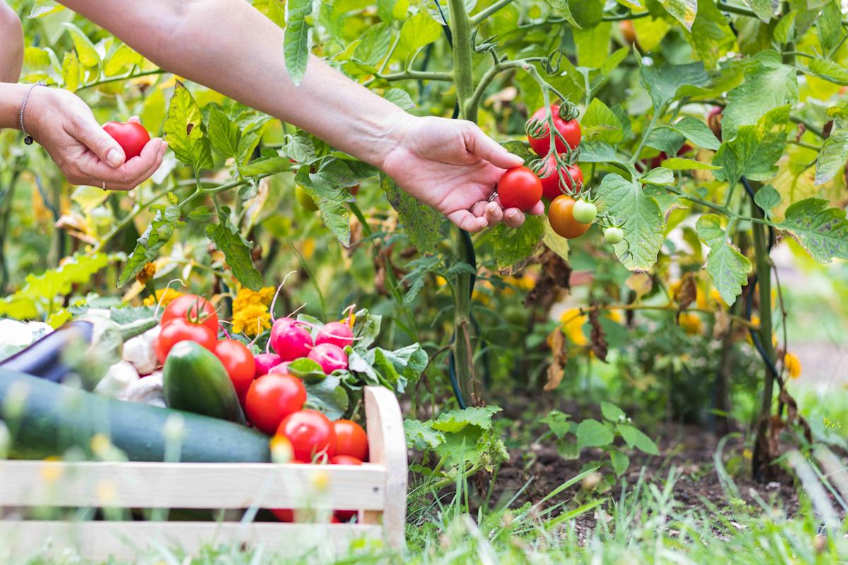 No-Till Gardening: A Climate-Smart Revolution for Urban Growers